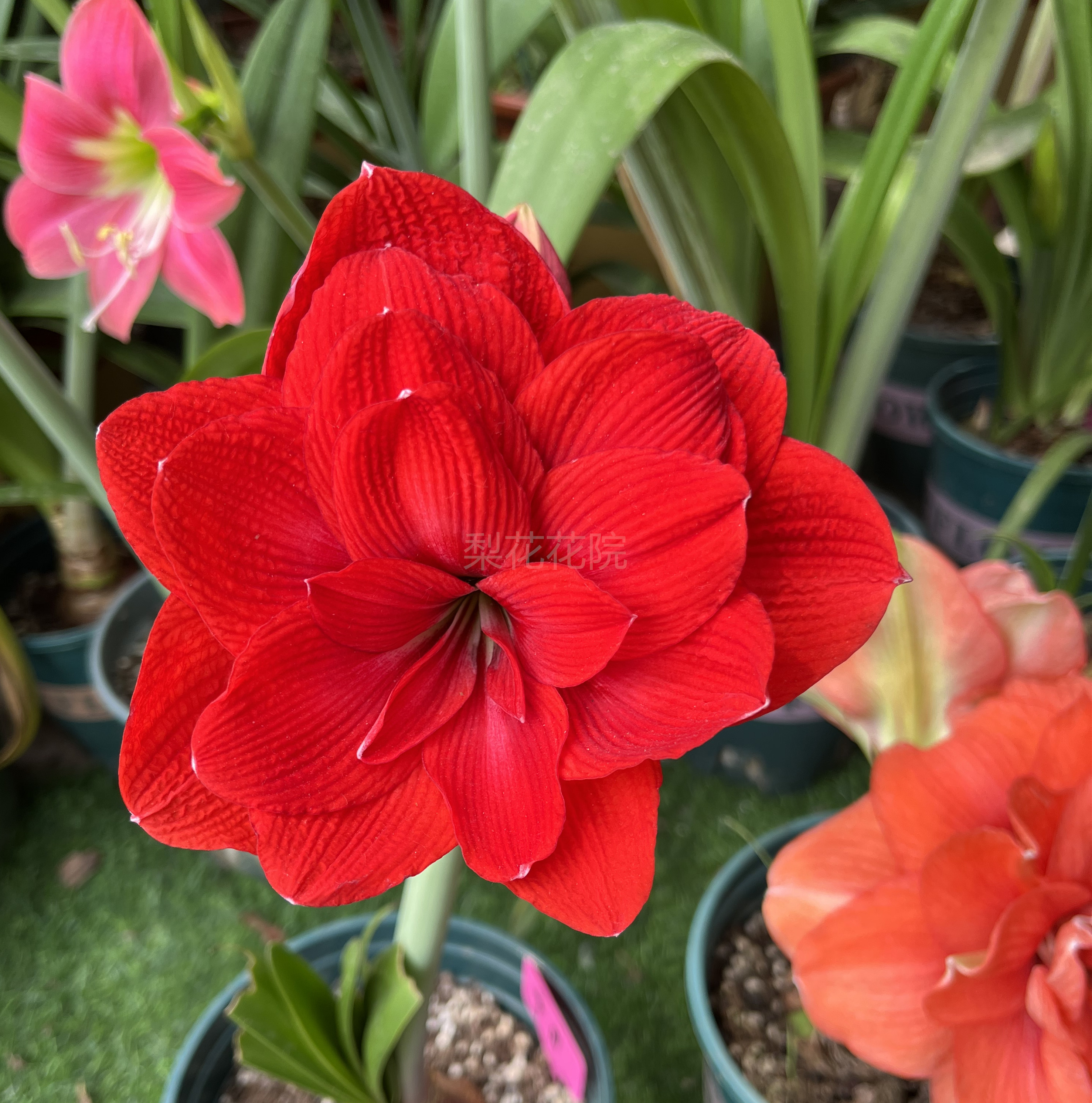 梨花花院 蒂卡帝国 秘鲁朱顶红裸球