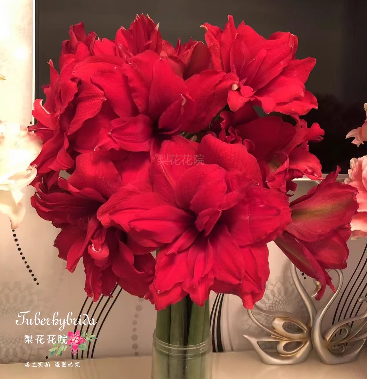 梨花花院 阿玛兰迪（重瓣） 荷兰朱顶红种球 裸球