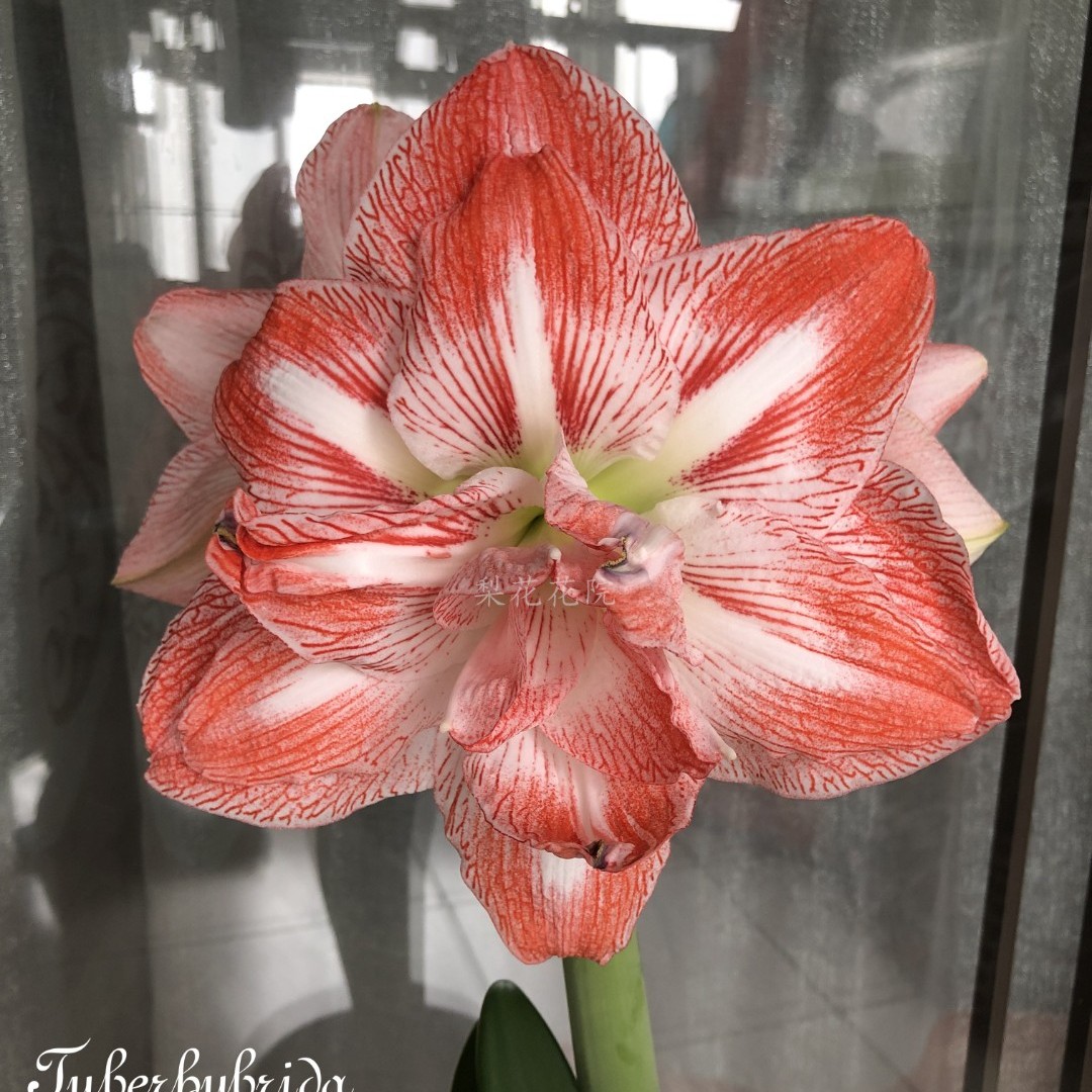 梨花花院 联合荣耀进口朱顶红裸球 