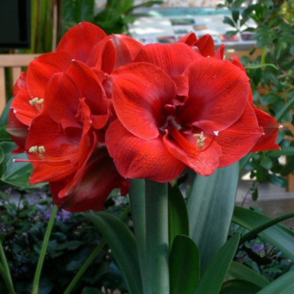 梨花花院 圣诞快乐（单瓣）基地自然球 朱顶红种球 裸球