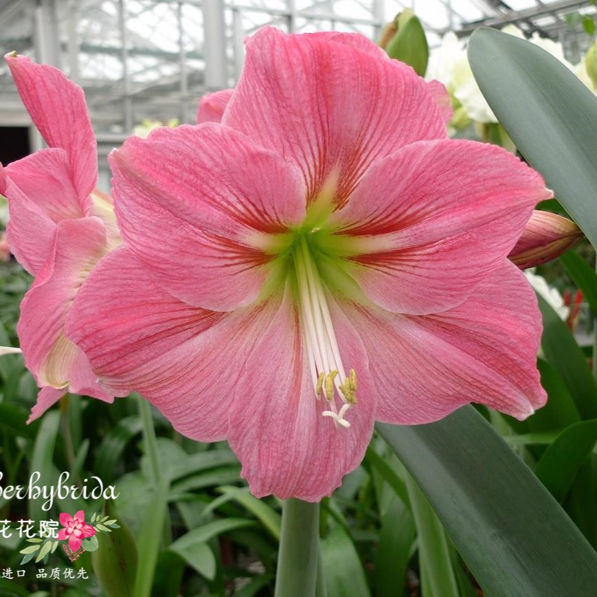 梨花花院  棉花糖 南非进口朱顶红种球 裸球