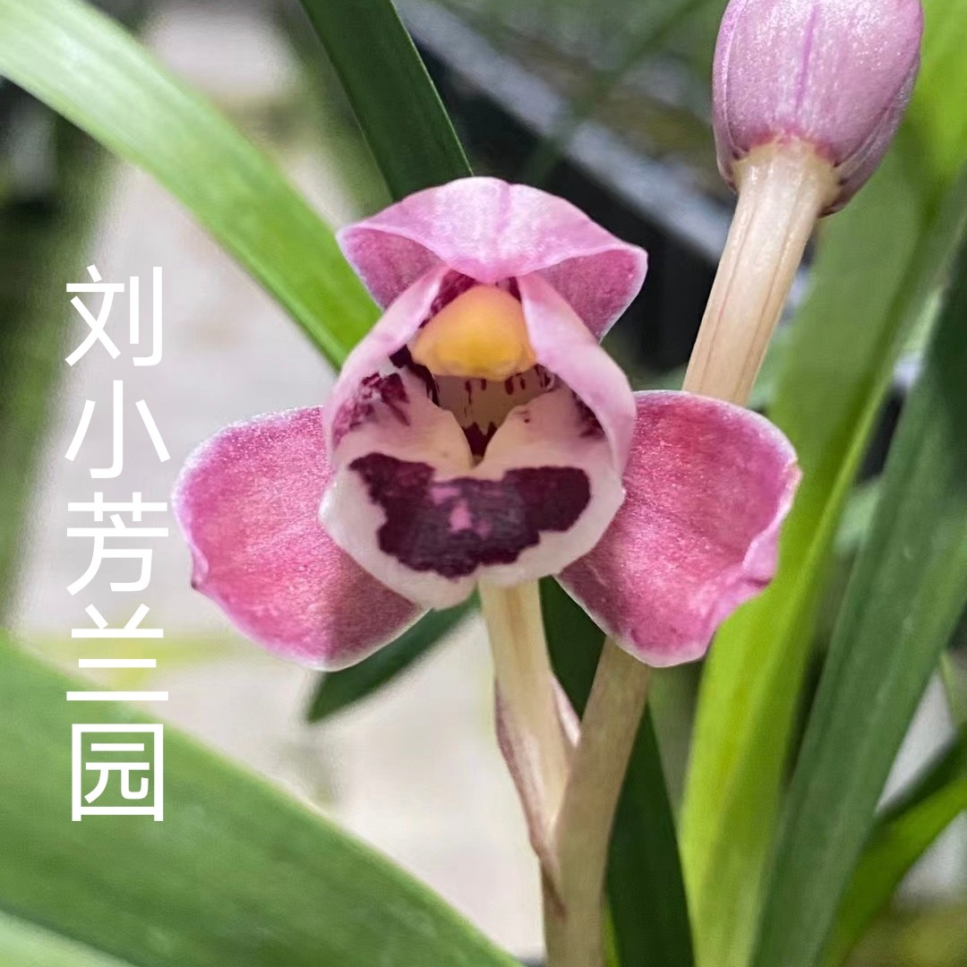 建兰红心荷荷精品国兰兰花苗绿植品种终身保证