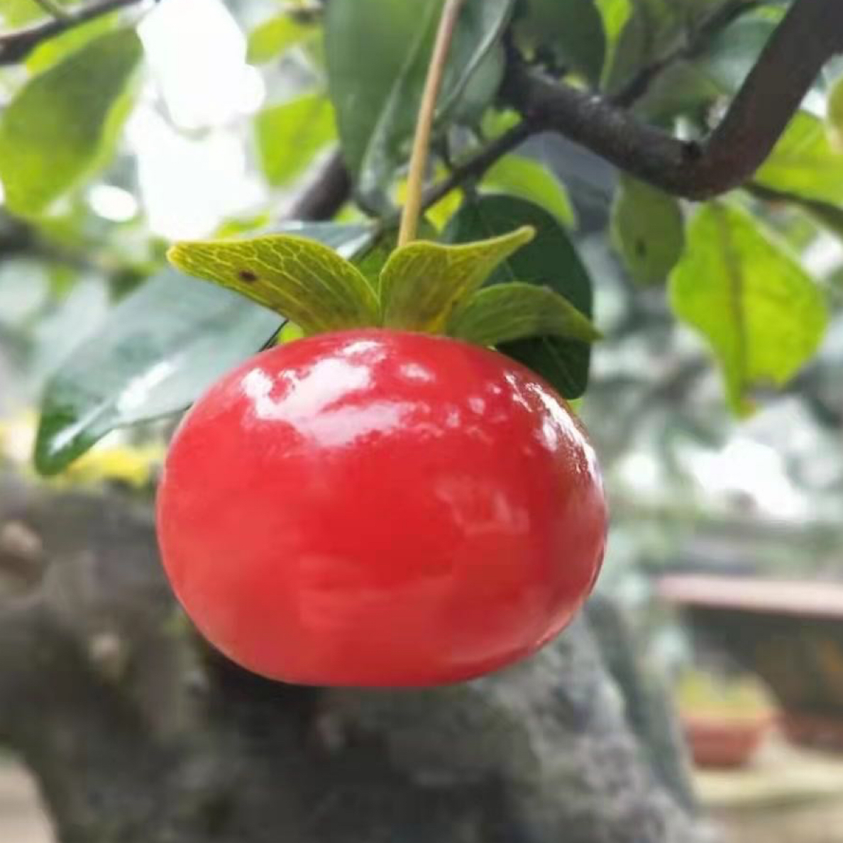 灌木金弹子血红果