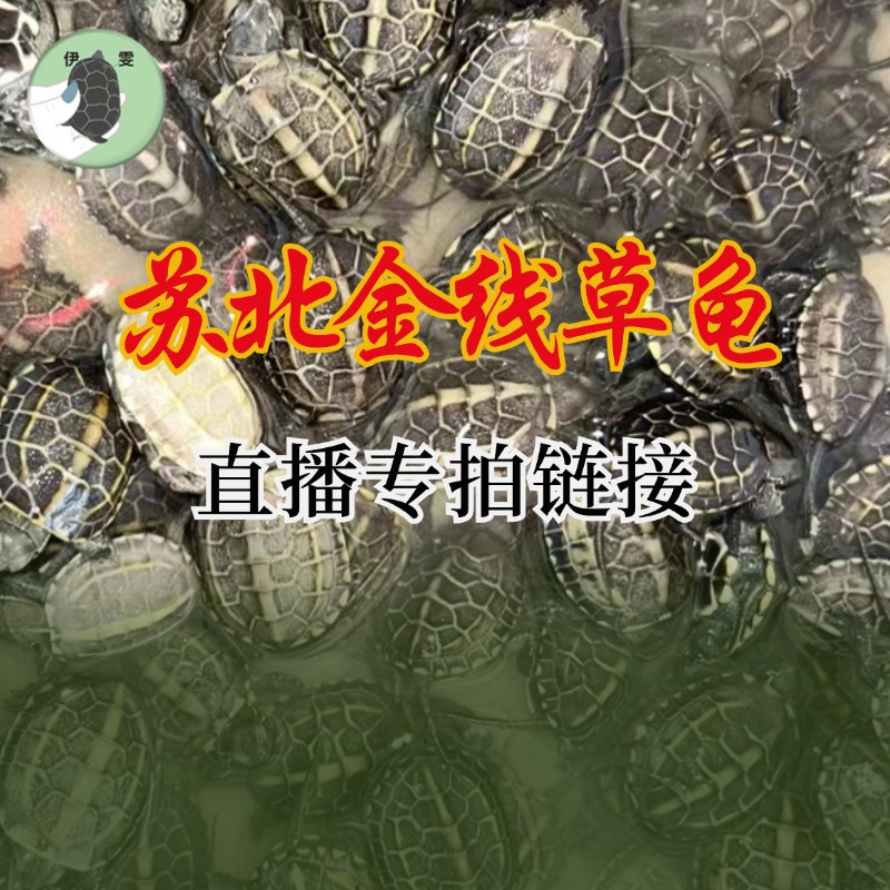 （选龟）上海伊雯苏北金线草草龟乌龟苗子宠物龟龟宠小乌龟