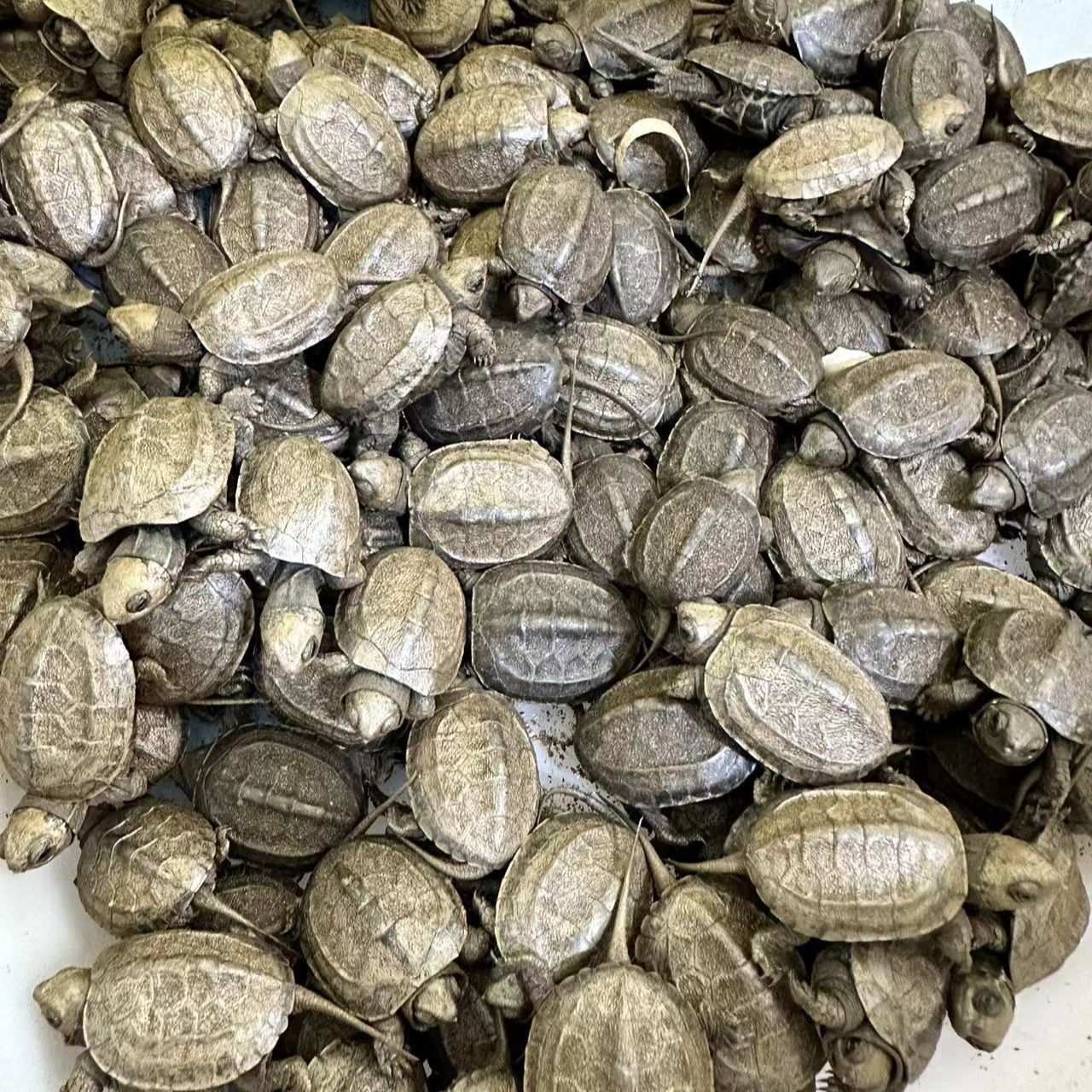 上海伊雯苏北金线草草龟活体中华草龟苗宠物龟乌龟苗子干苗