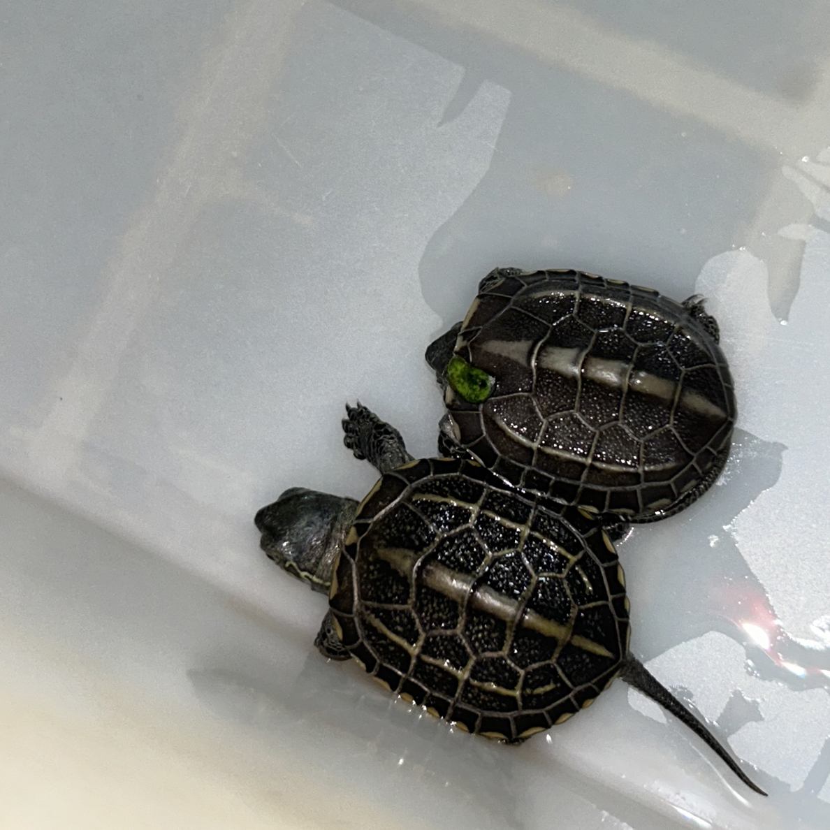 （店庆福利）上海伊雯苏北金线草草龟乌龟苗子宠物龟龟宠小乌龟