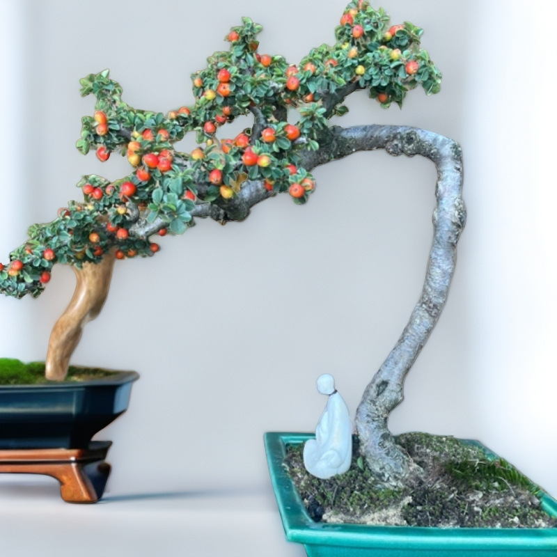 老桩红花大果荀子盆景和白花大果荀子