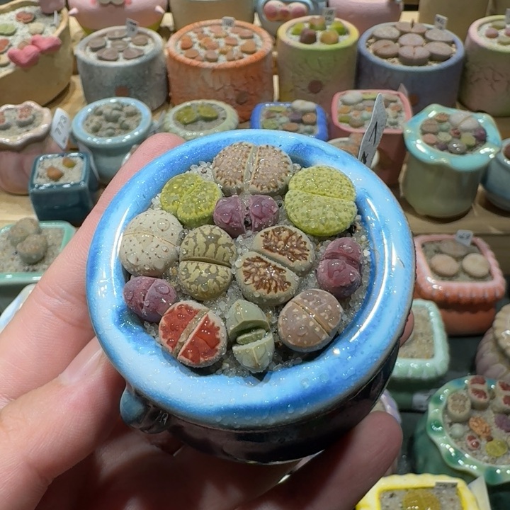 红陶20CM（含）-50CM（不含）蘑菇-747