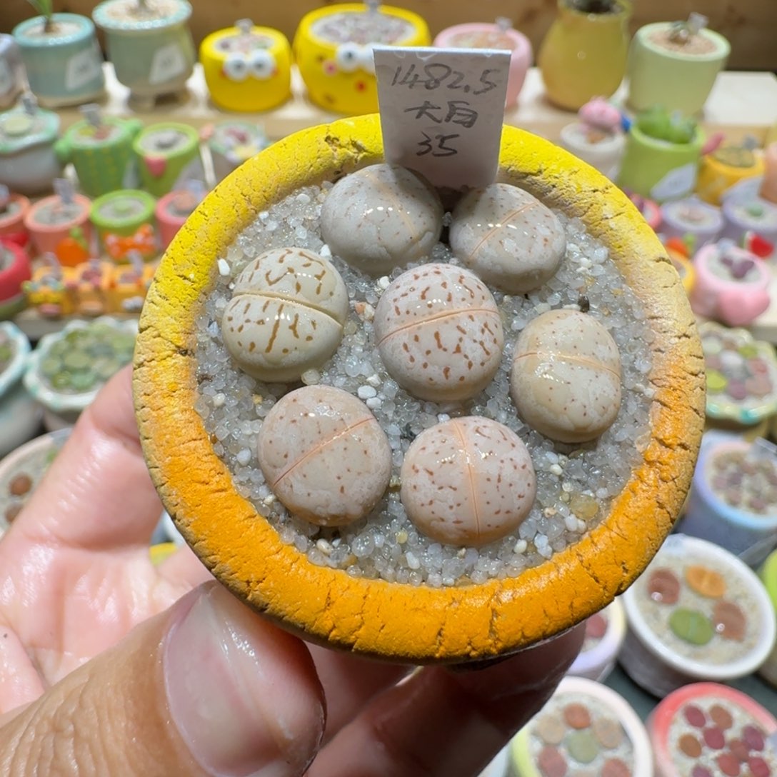 红陶蘑菇534大白