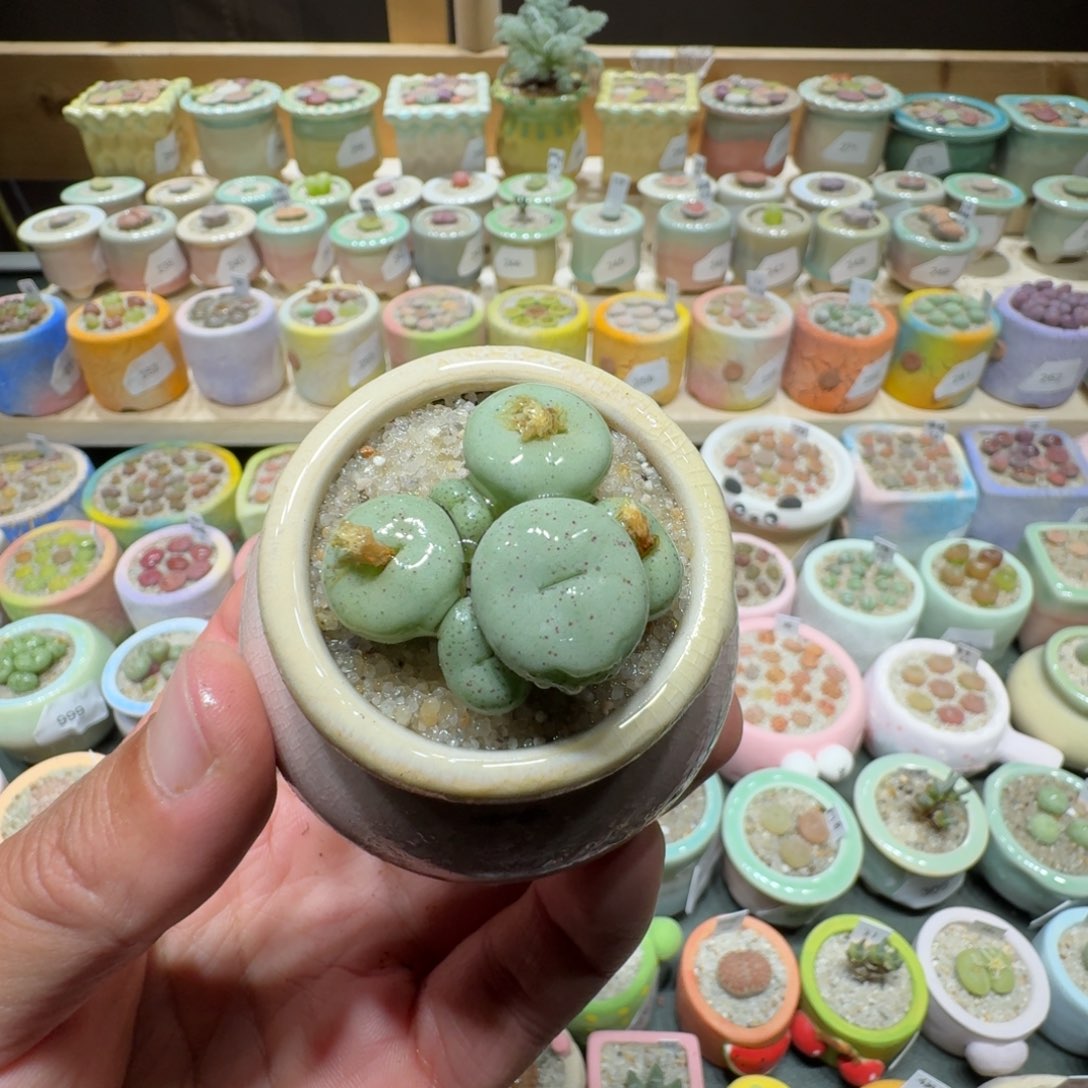 红陶蘑菇316肉锥