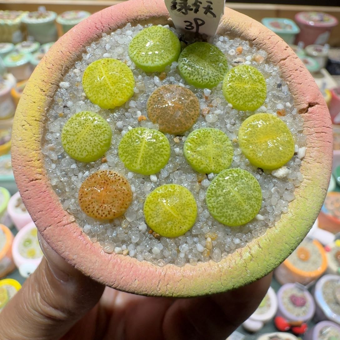 红陶蘑菇830绿墊