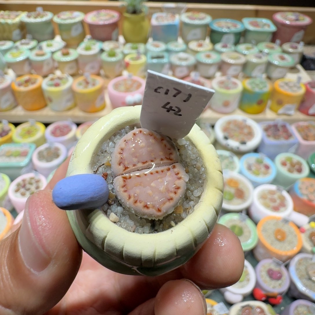 红陶蘑菇861饼干