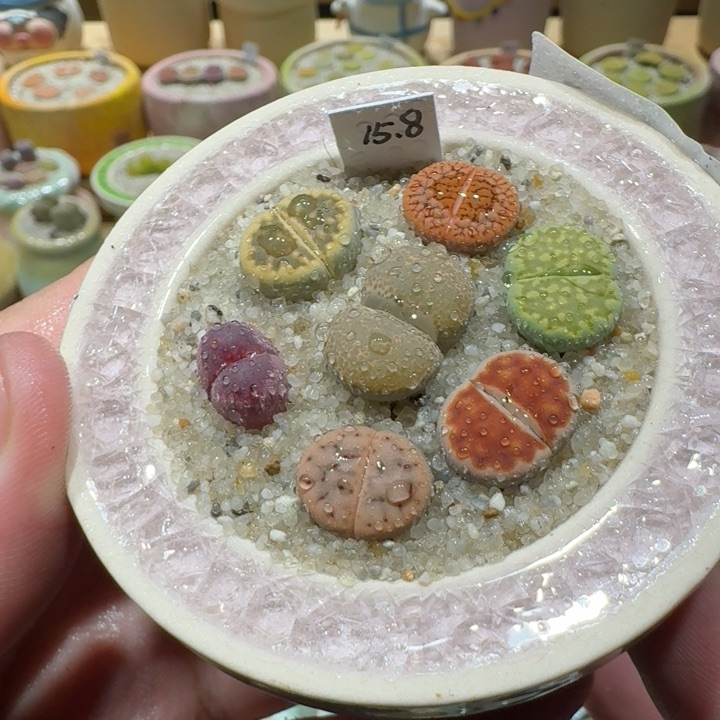 红陶20CM（含）-50CM（不含）蘑菇-796
