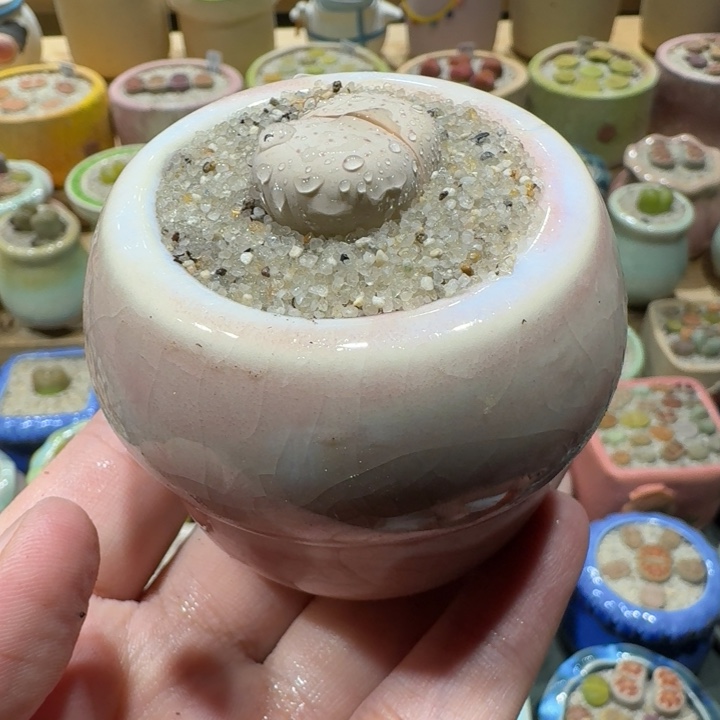 红陶20CM（含）-50CM（不含）蘑菇-039