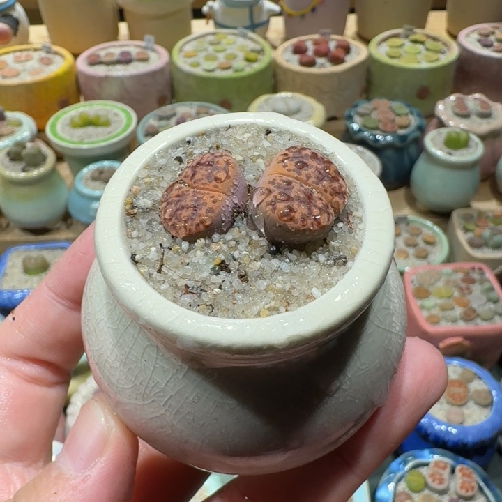 红陶20CM（含）-50CM（不含）蘑菇-038