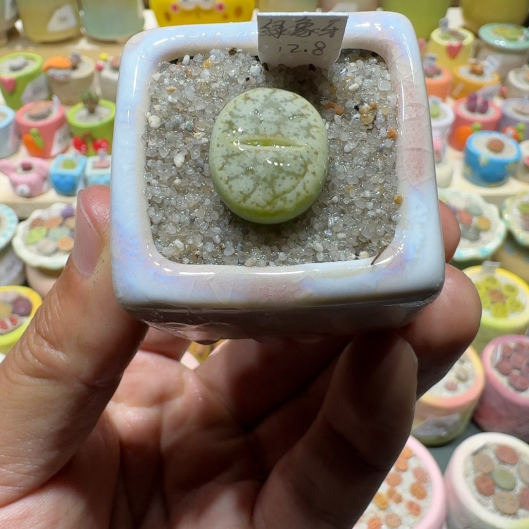 红陶蘑菇896绿象牙