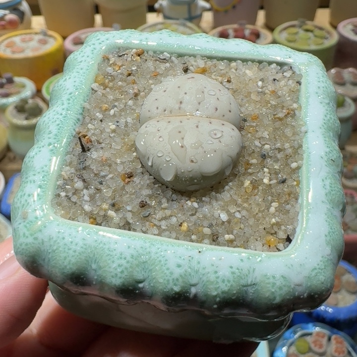 红陶20CM（含）-50CM（不含）蘑菇-055