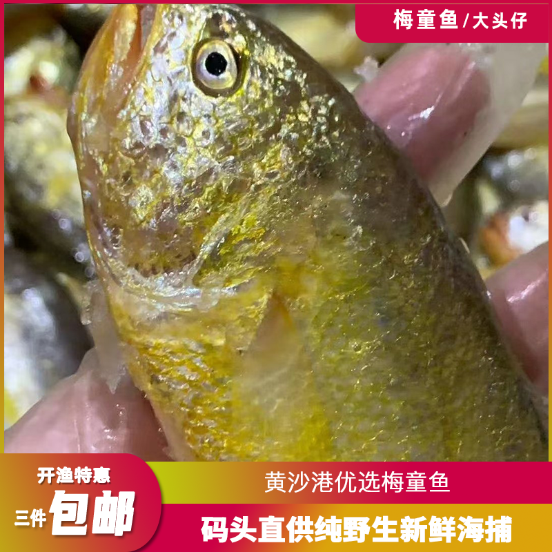 黄沙港新鲜海捕梅童鱼 梅子鱼 大头宝 沙中鱼 狮头鱼