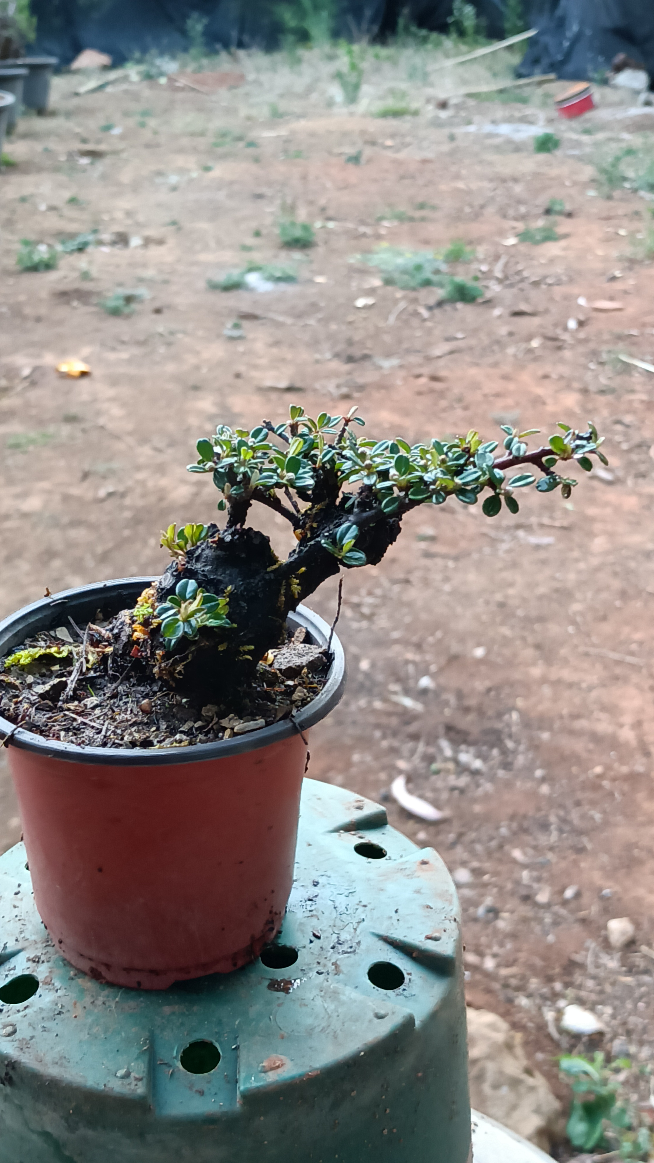 云南盆景珍珠荀子