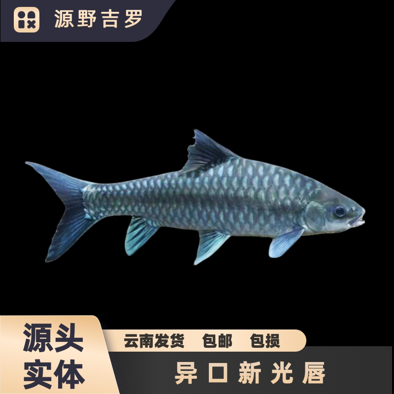 野生异口野采蓝吉罗淡水鱼原生鱼观赏鱼蓝吉罗观赏水族馆
