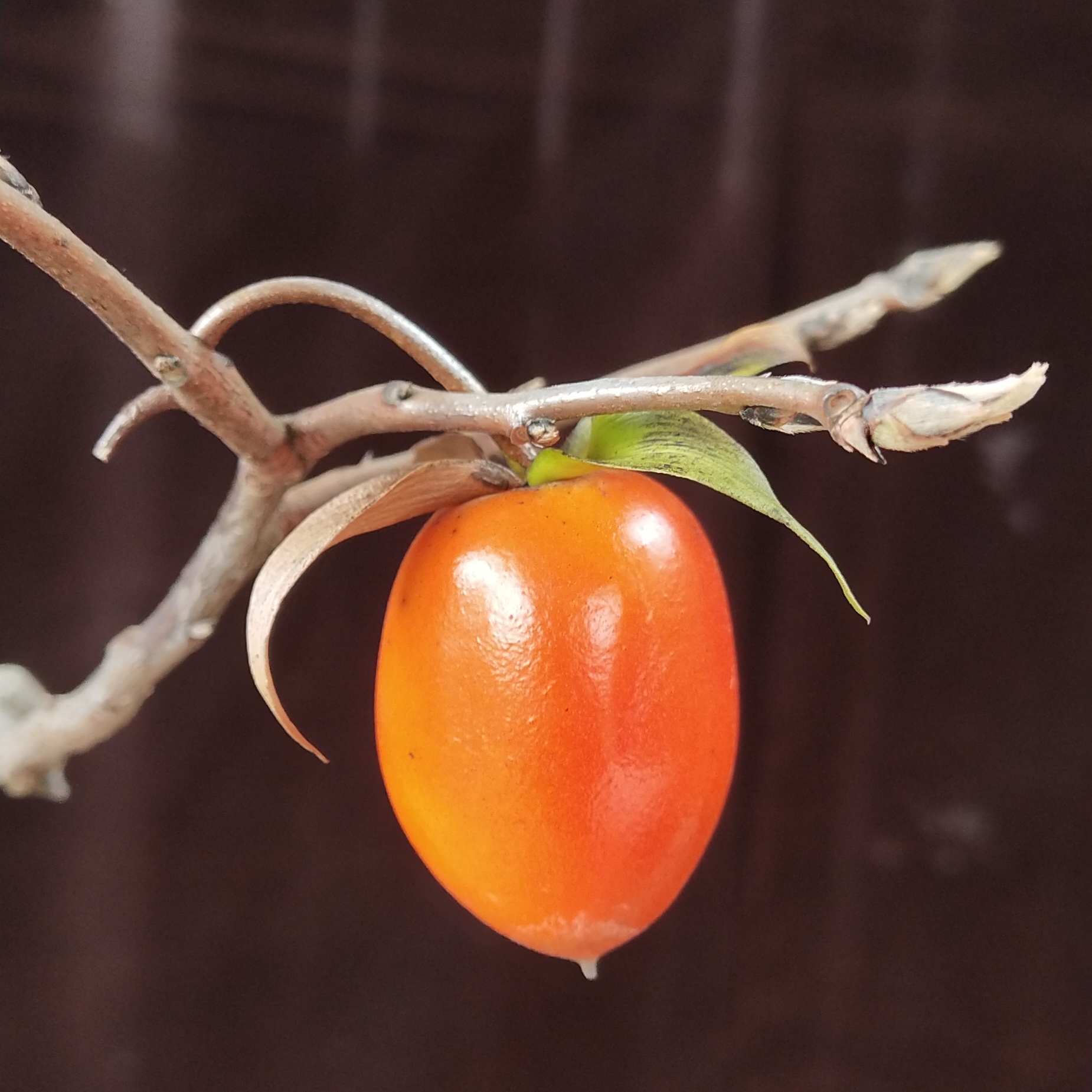 老鸦柿盆景-一物一拍直播间链接