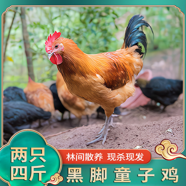 【小时候味道1】黑脚土小公鸡放养土鸡童子鸡单只/2斤冷链运输福利