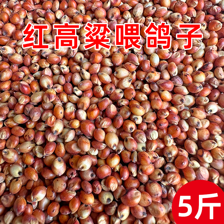 红高粱喂鸽子粮食去壳带皮鸟食信鸽观赏鸽肉鸽幼鸽成鸽粮饲料5斤