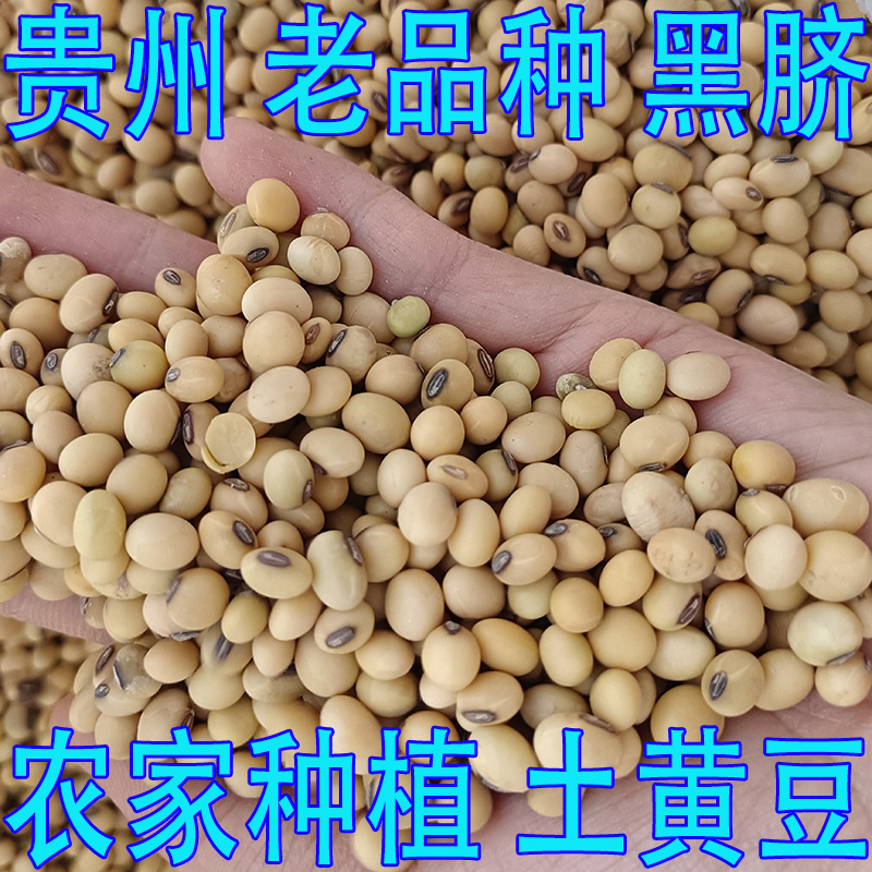 贵州农家老品种黑脐黄豆 非转基因土黄豆 五谷杂粮粗粮 2024新豆