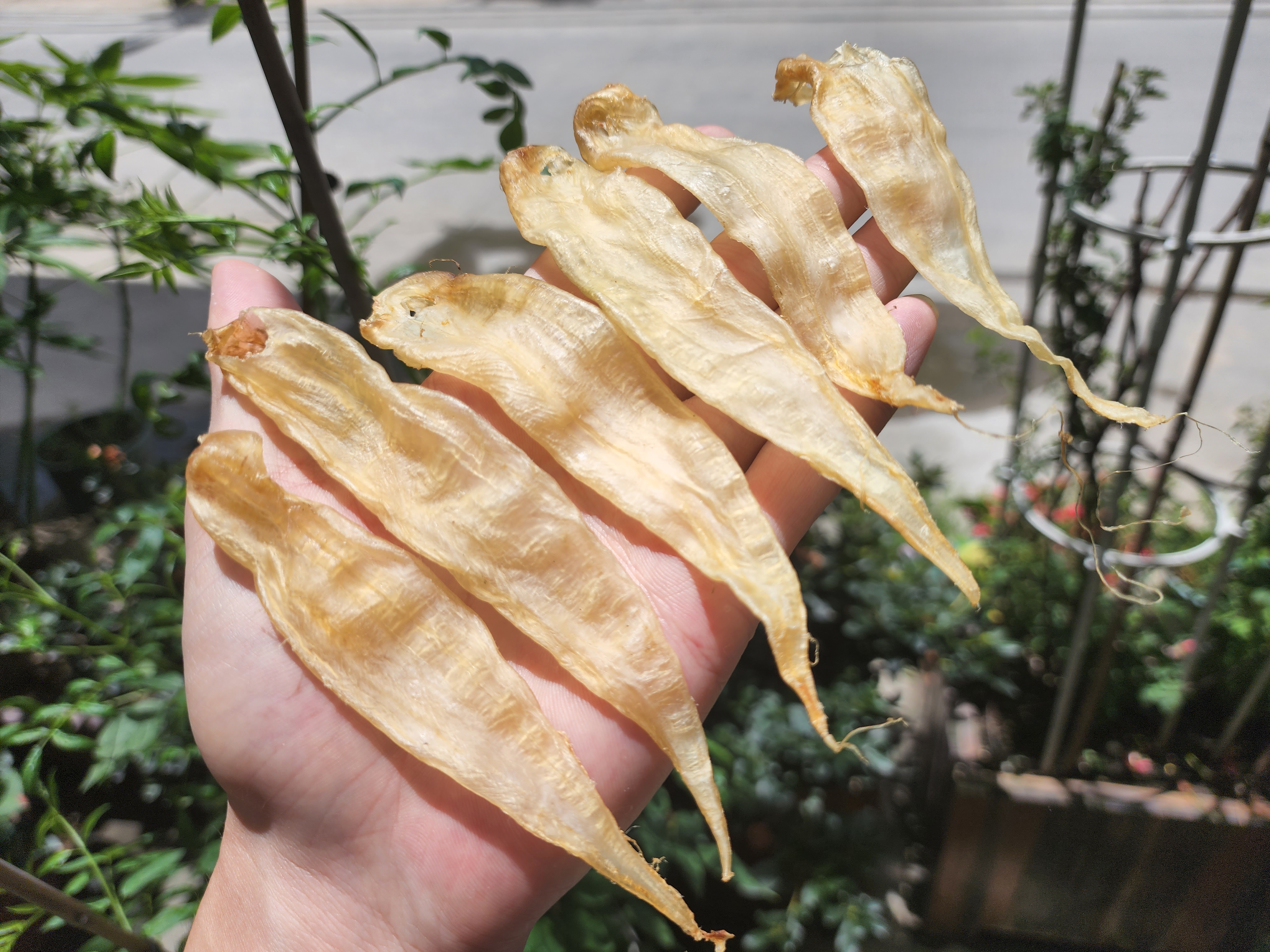 哲选.360头豆仁公胶 自己洗的品质