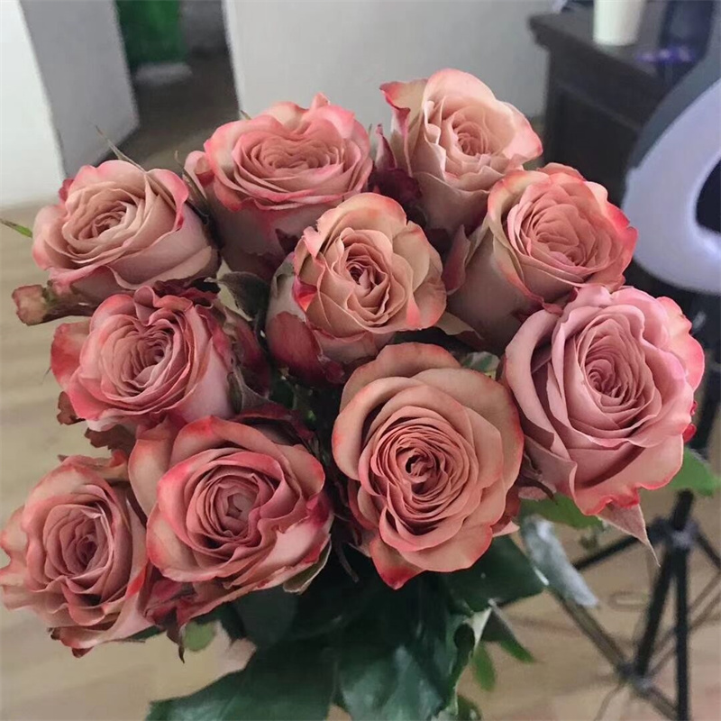 卡布奇诺 月季花苗开花复古黄玫瑰花室内阳台四季盆栽花卉绿植