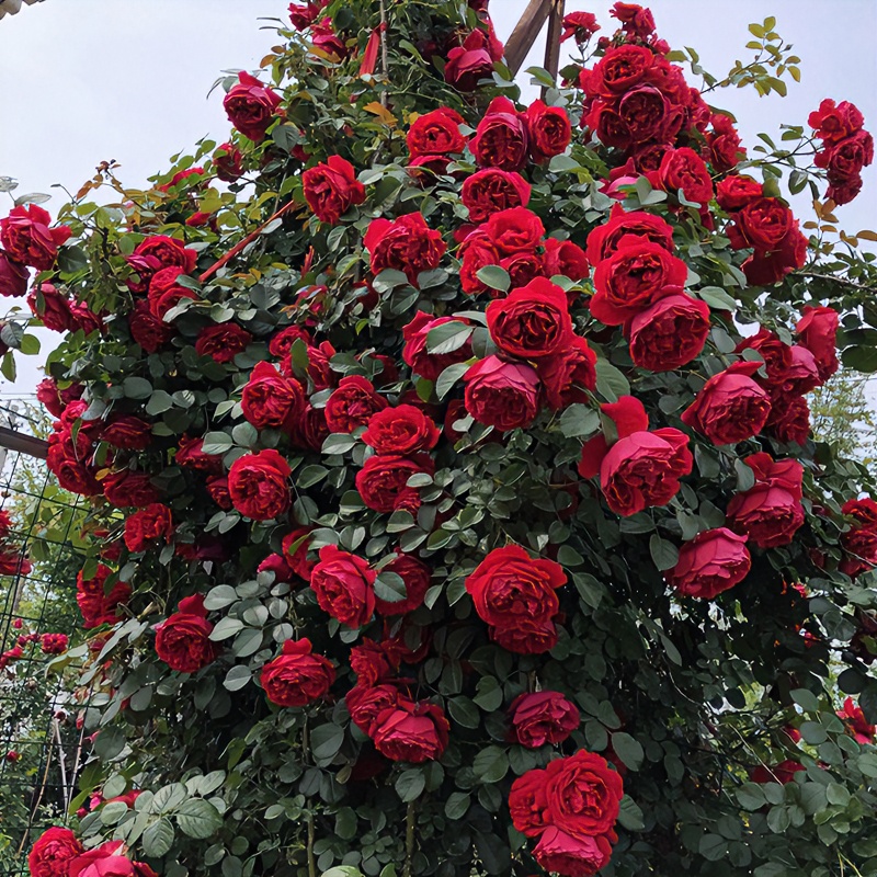 藤本佛罗伦蒂娜  月季花苗爬藤大花开花红色玫瑰四季盆栽蔷薇花卉