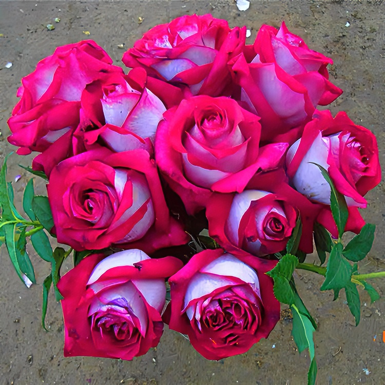 莫妮卡贝鲁奇  月季花苗开花特大花玫瑰花室内阳台四季盆栽花卉