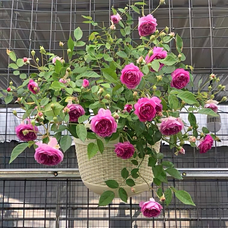 玛姬婶婶  月季花苗开花玫红玫瑰小花室内阳台四季盆栽花卉绿植