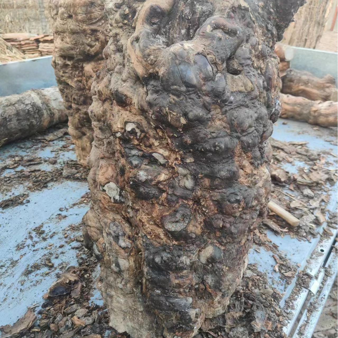 文玩木料5----50以直播间截图为准