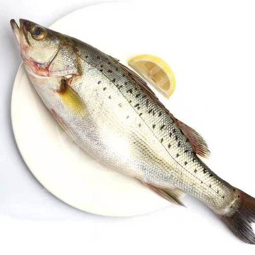 连云港本地野生鲈鱼，顺丰冷链包邮