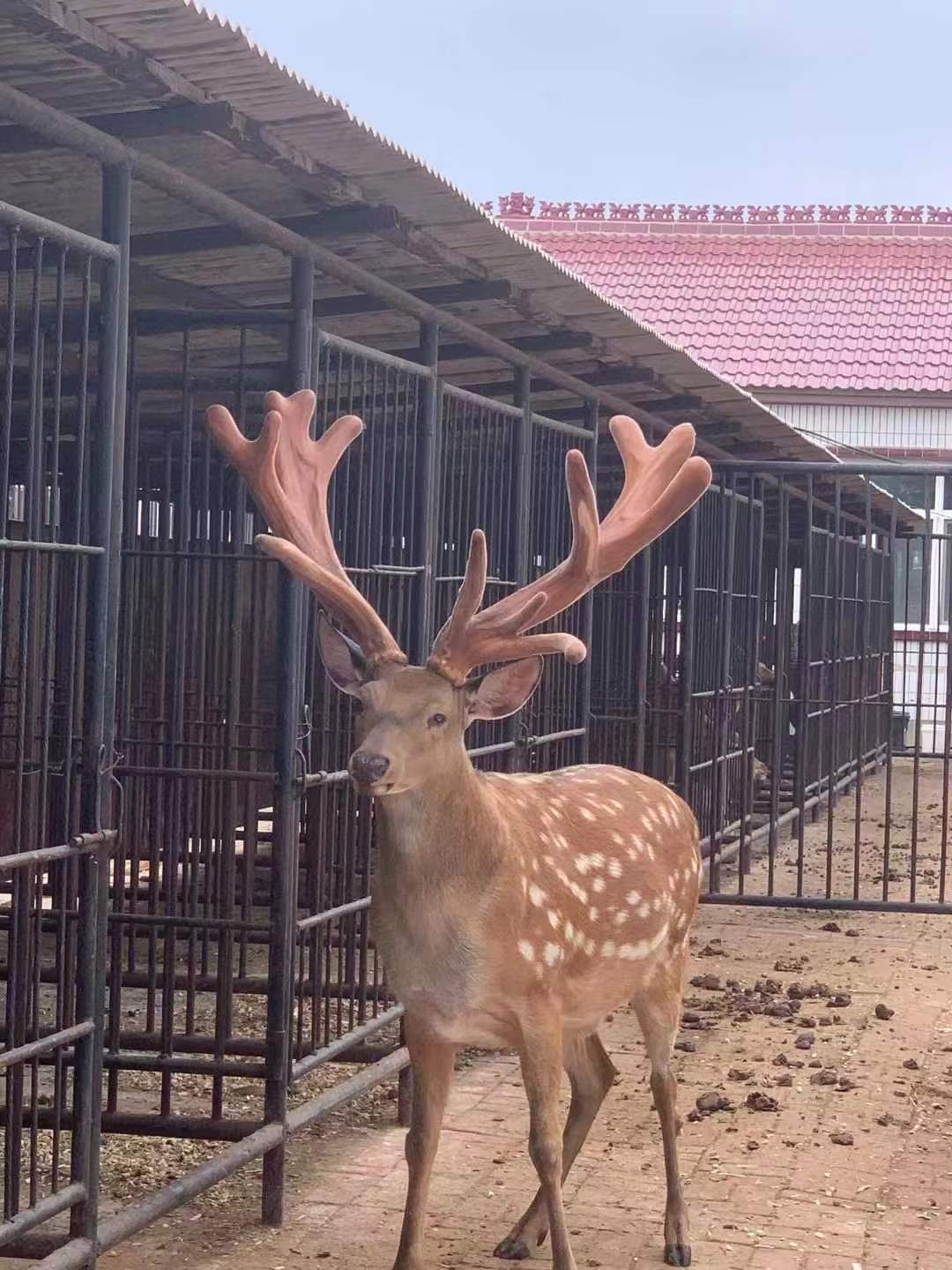 东北吉林麓肉鲜肉包邮