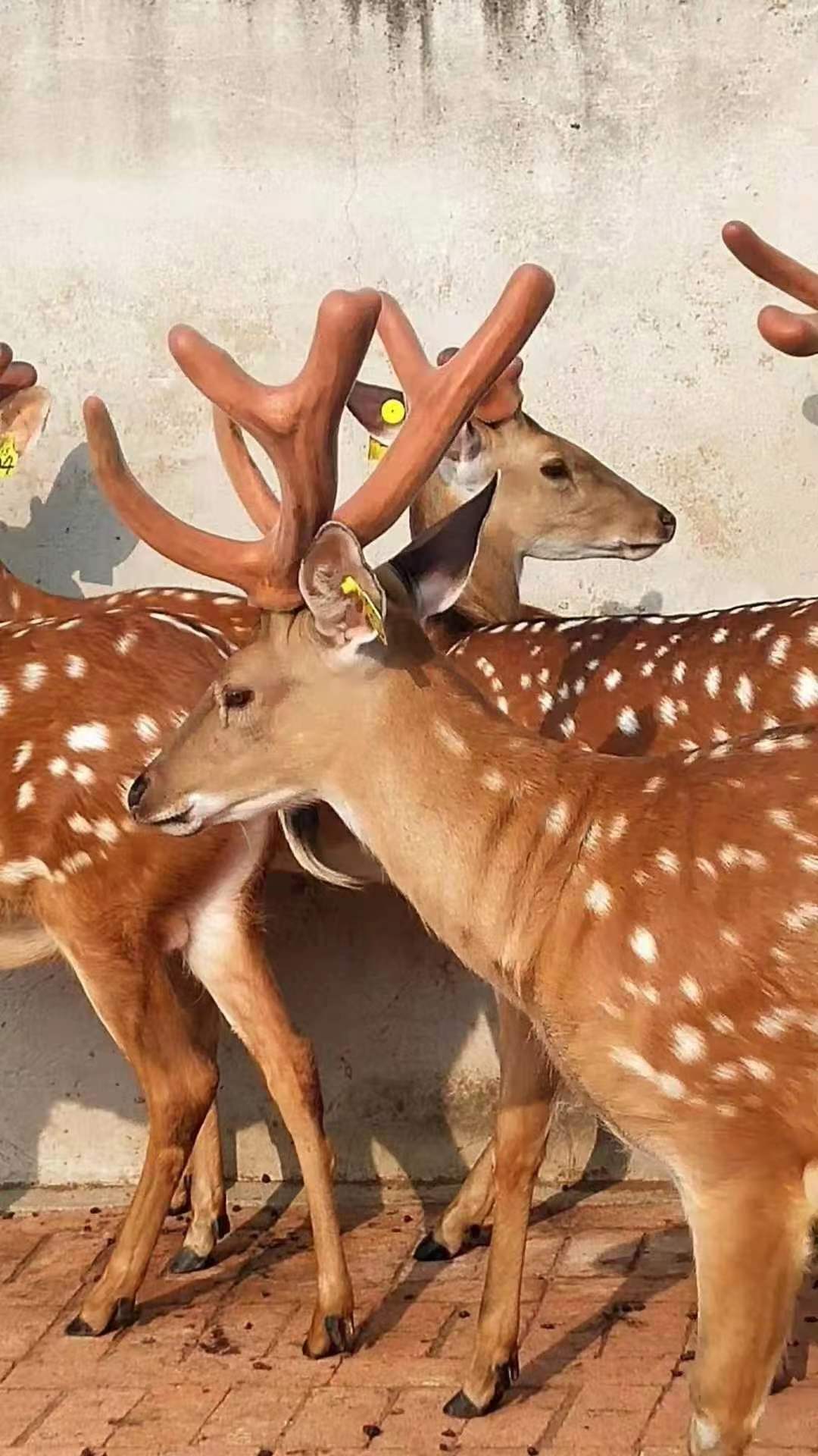 吉林麓肉茸鲜肉茸两叉三叉泡酒炖菜煲汤