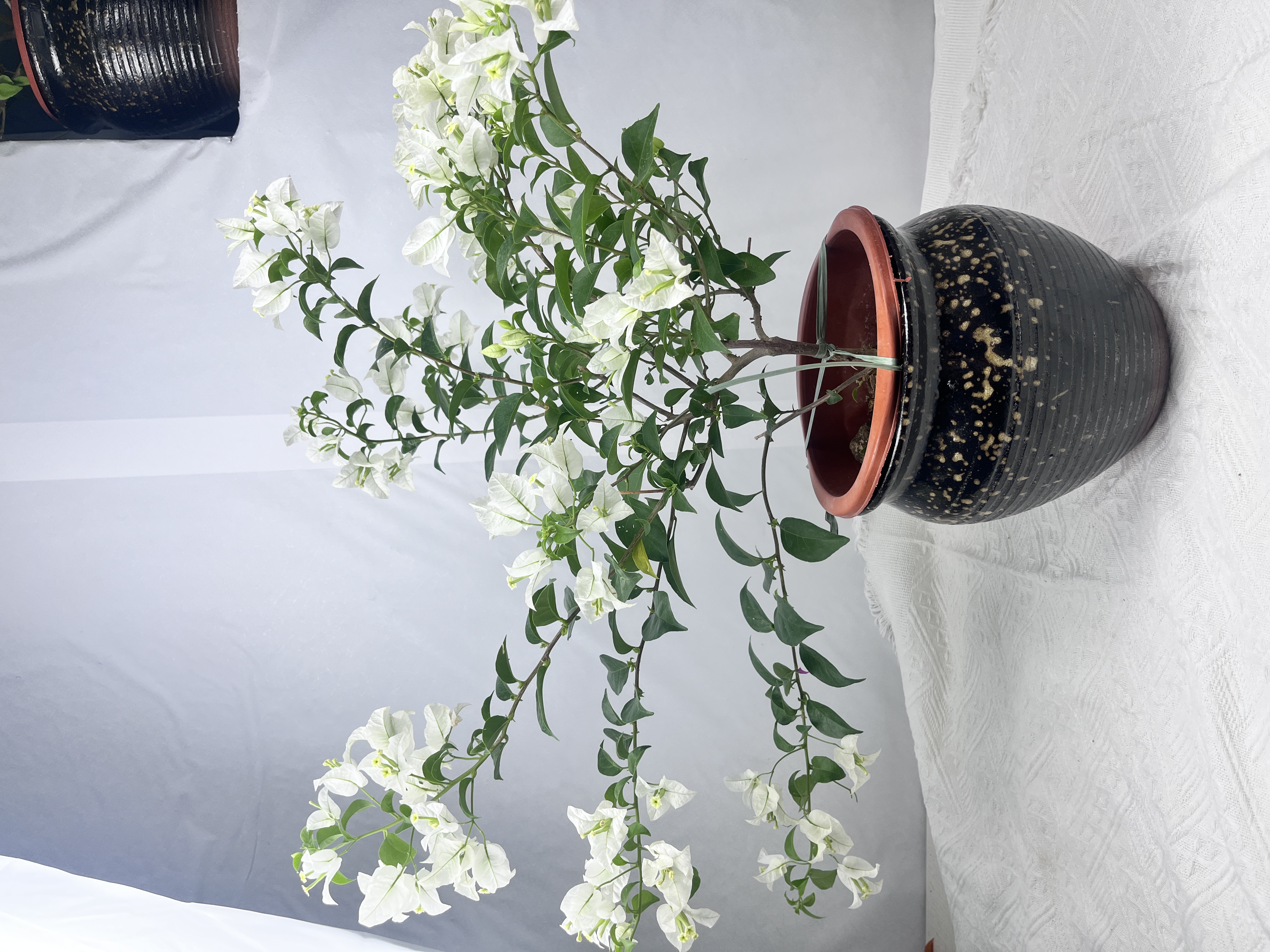 白雪公主开花雪白雪白颜色四季开花勤花爬藤植物庭院阳台耐高温