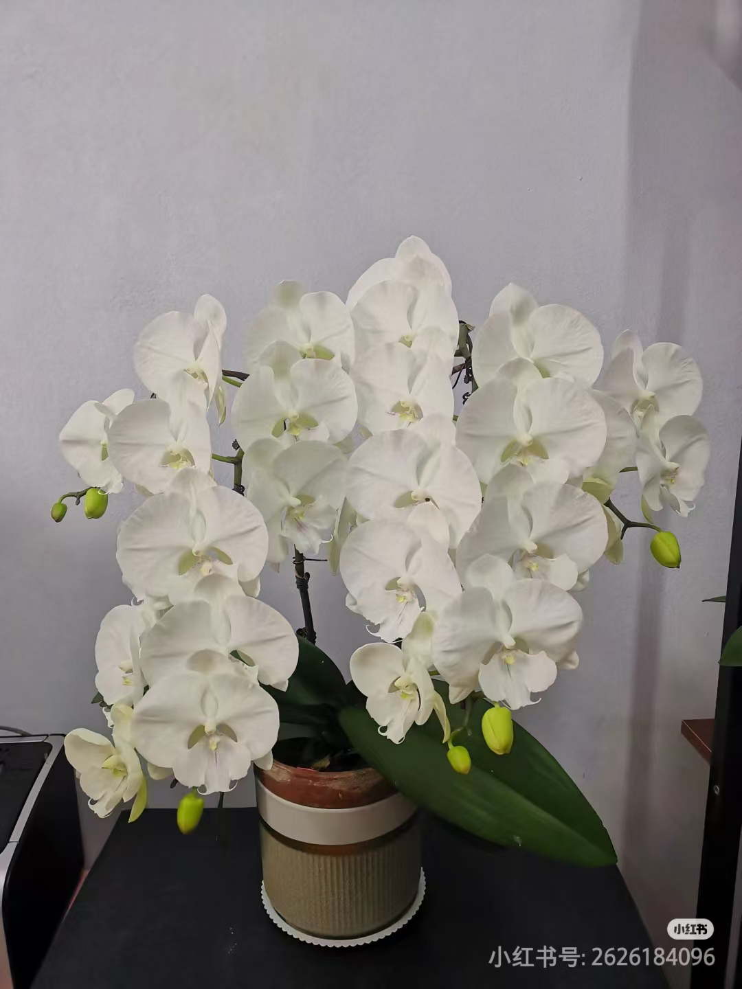 超群2000蝴蝶兰3.0苗