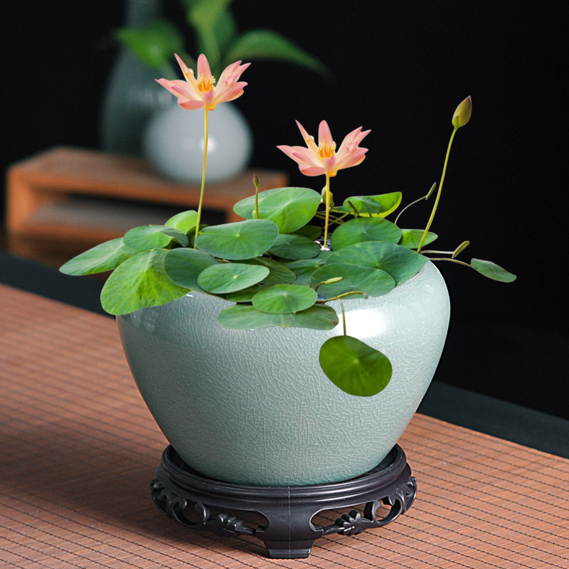 哥窑碗莲睡莲专用水培花盆陶瓷大口径无孔家用阳台一叶莲水养器皿