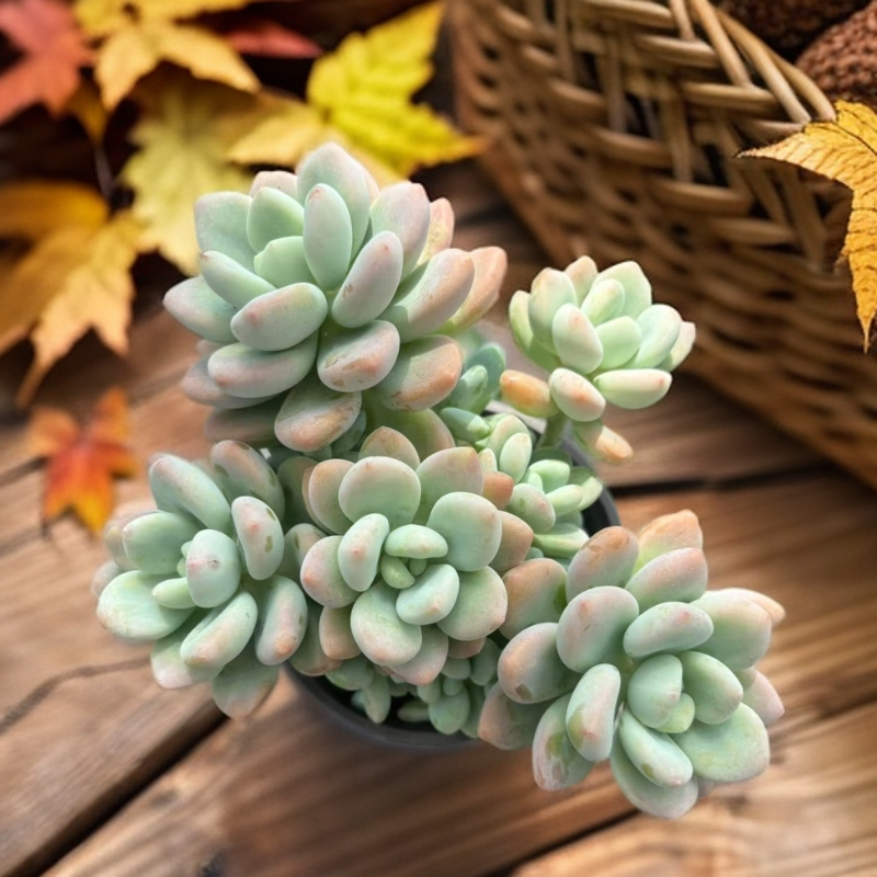 ［红洛神］（满18包邮）脱土发 多肉植物