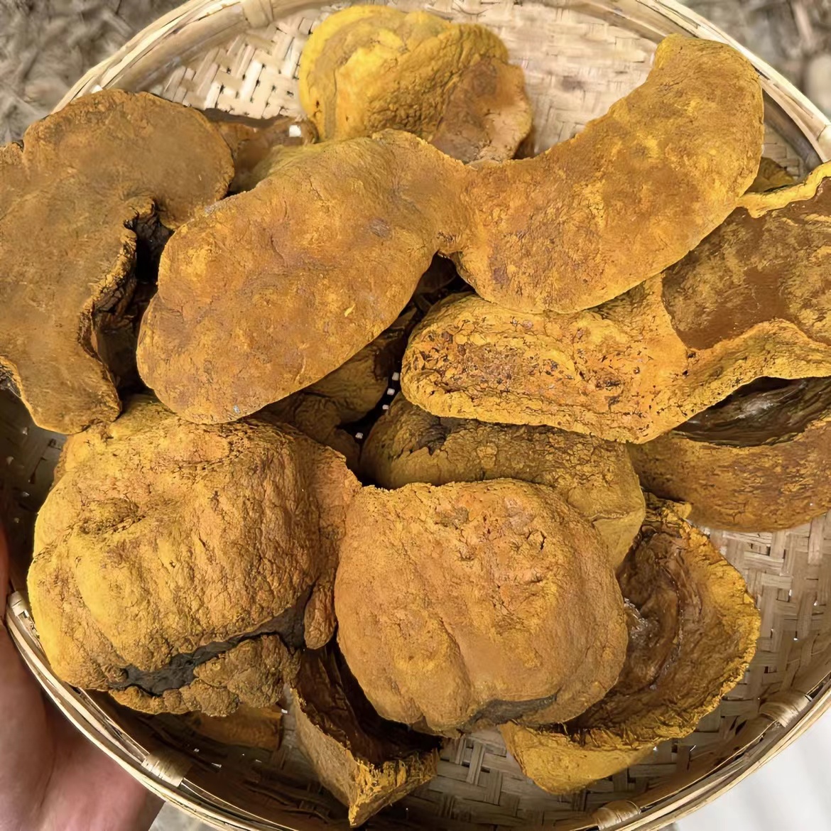 【小杏山货】云南高海拔桑黄（可搭配灵芝）