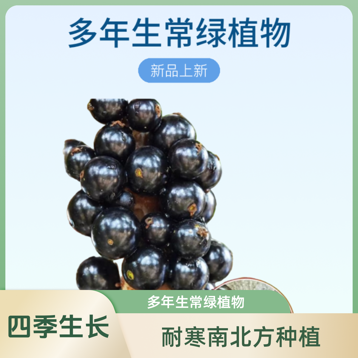 沙巴嘉宝果树苗树葡萄果树苗庭院耐寒南北方种植盆栽