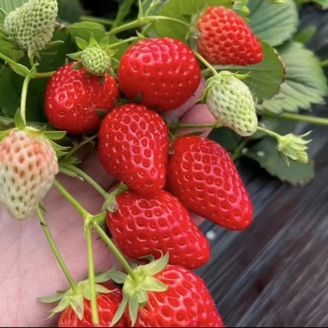 草莓苗奶油草莓苗四季结果草莓秧苗盆栽地栽阳台种植