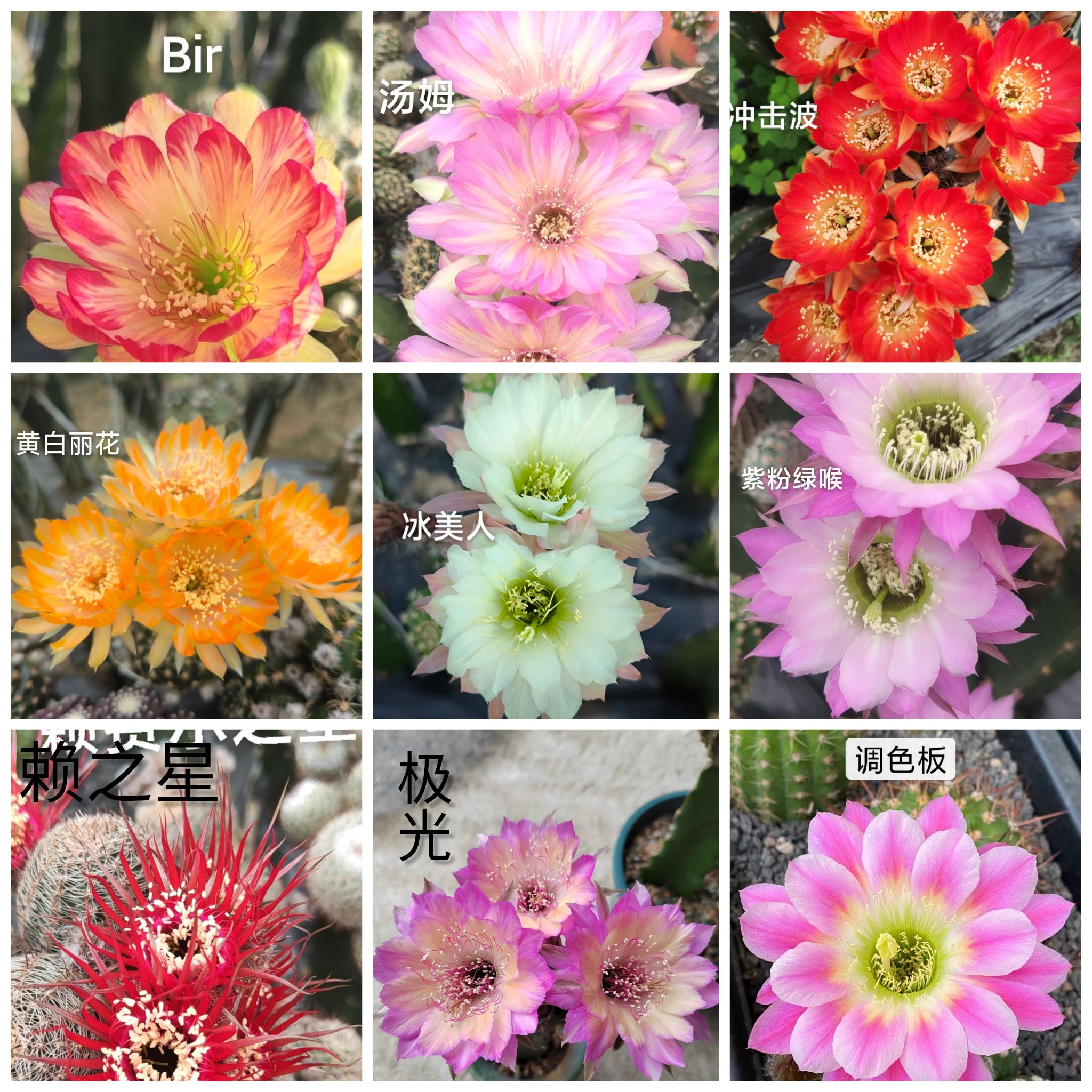 丽花属仙人球多肉植物10颗一套（有根）包邮开花球绿植夏天