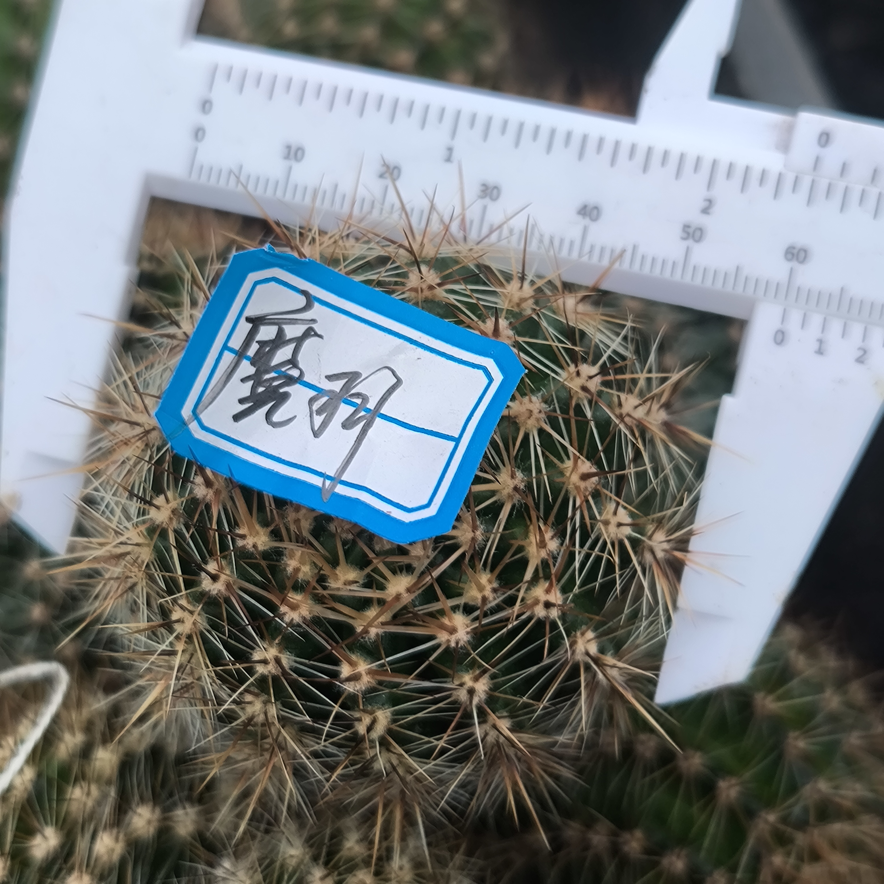 彩草仙人球（魔羽）（无根侧芽）《满20包邮》多肉植物开花夏天春天绿植