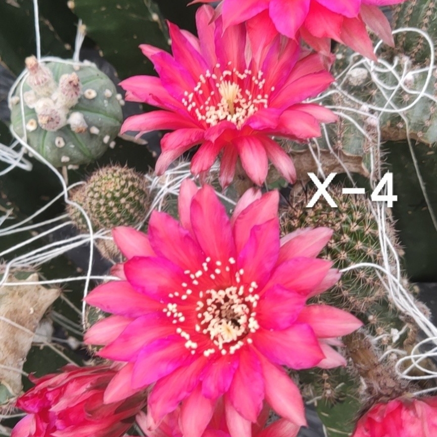 彩草x-4无根大侧芽《满20包邮》仙人球多肉植物开花夏天