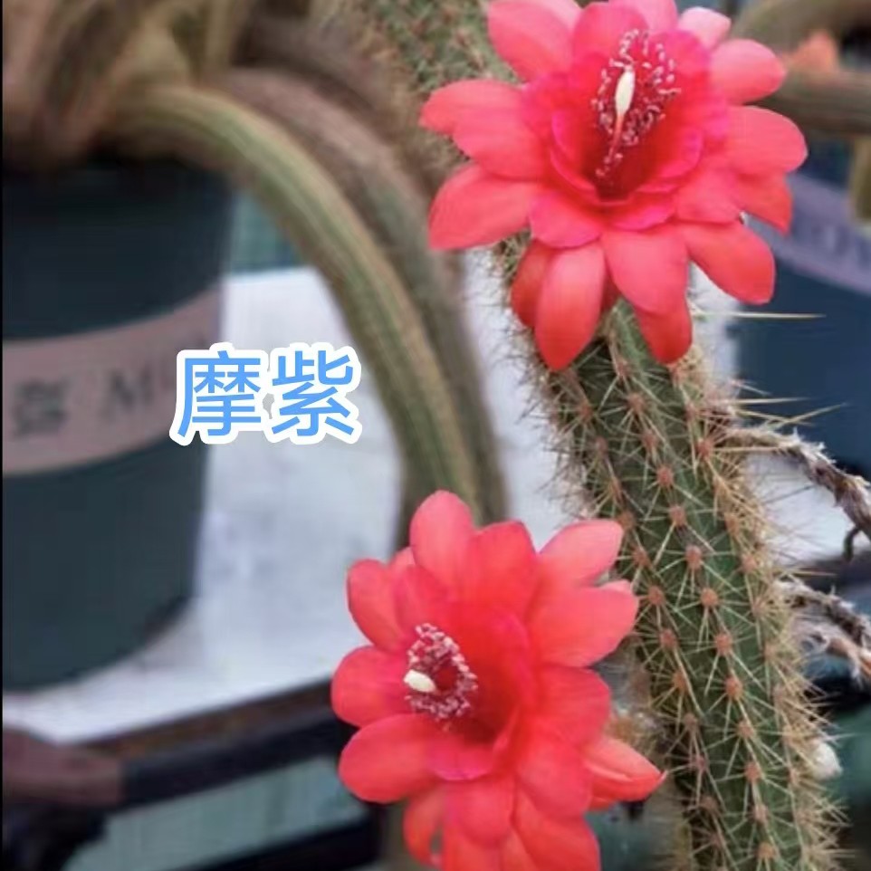 垂吊金妞-摩紫 包邮仙人柱仙人掌多肉植物趣味多肉植物好养室内盆