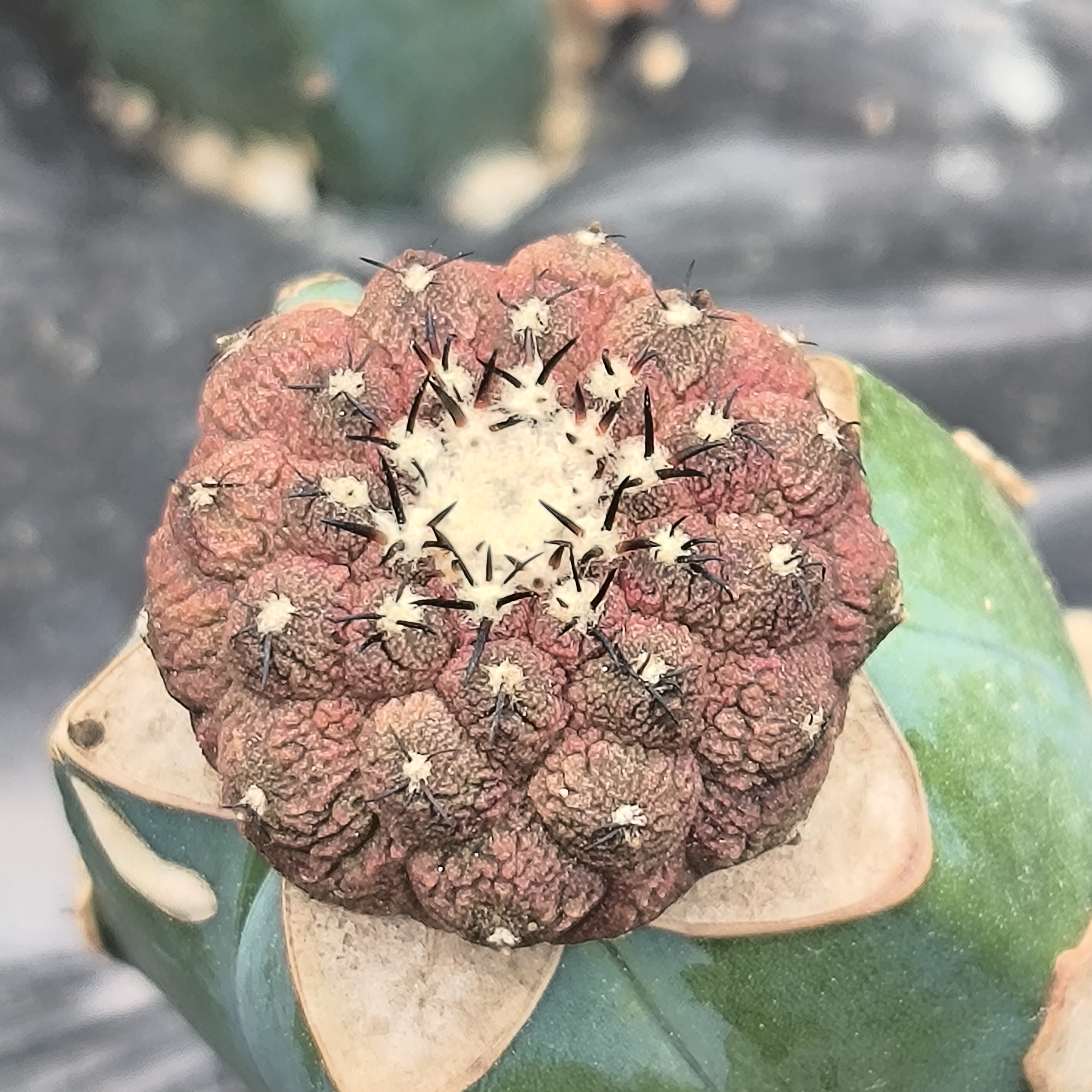 蜥蜴皮 龙爪属仙人球多肉植物《包邮》龙神木苗接 开花 实生苗嫁接