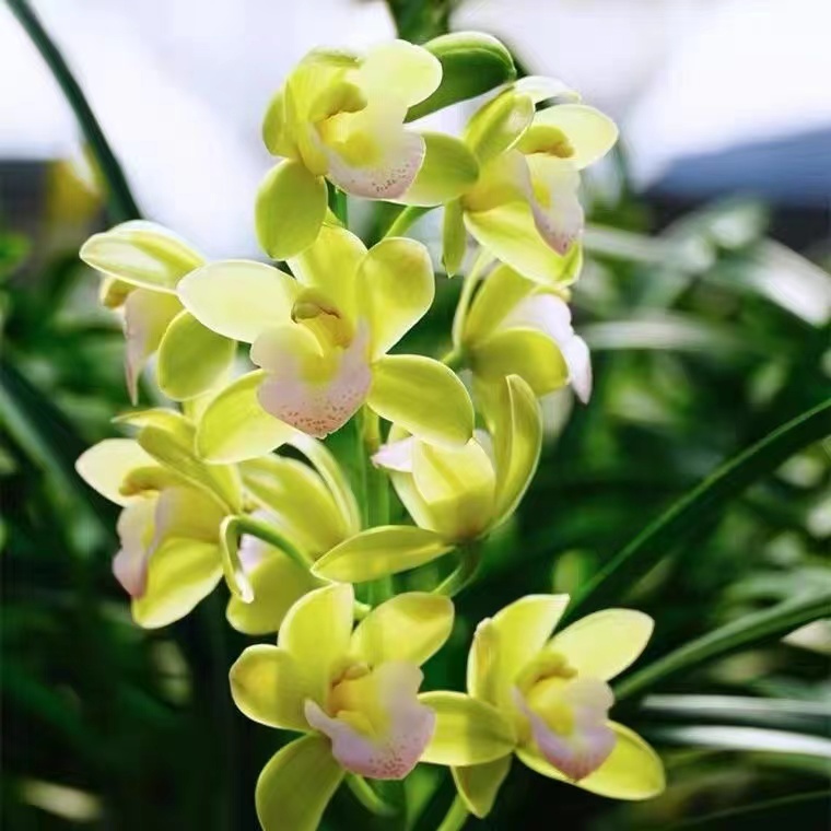 大花惠兰（香兰带花）春节开花 带花苞发货好养易活清香型